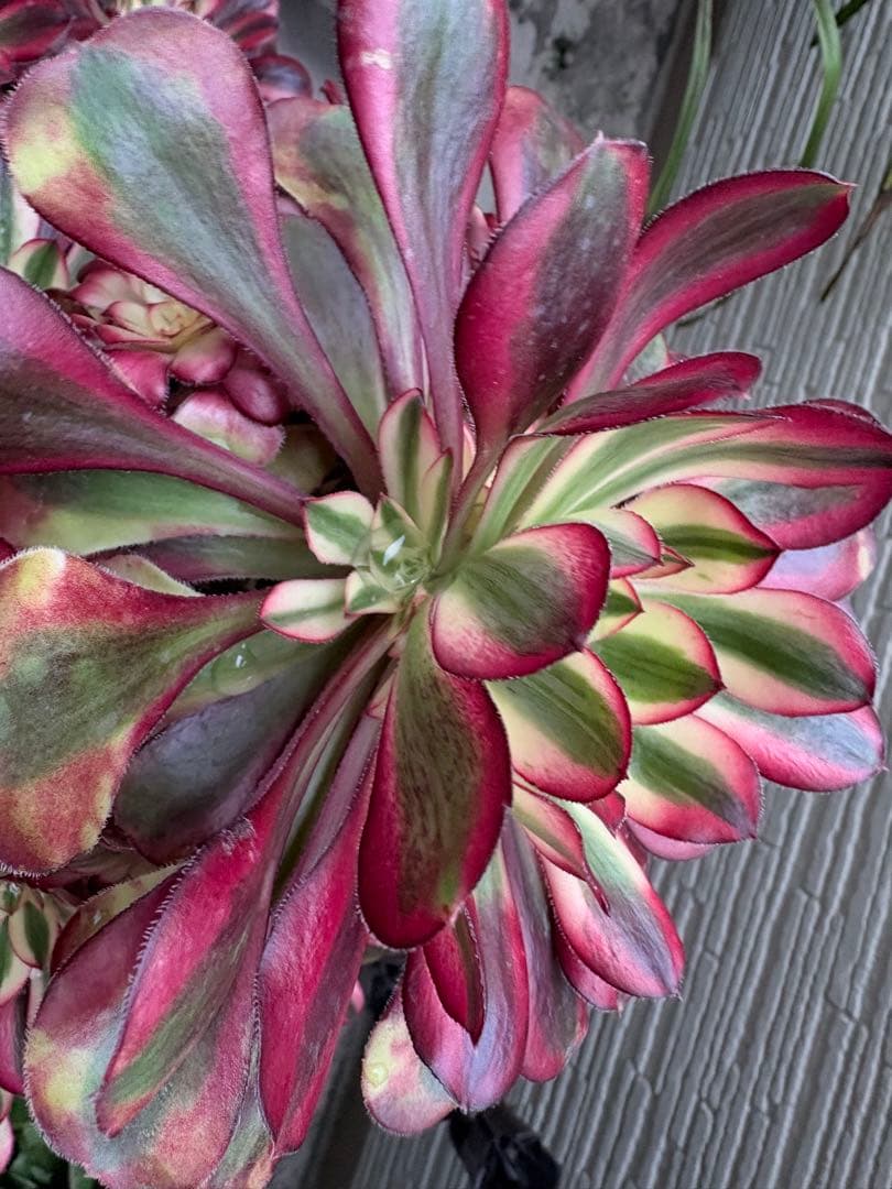 アエオニウム　シャネル法師錦大株