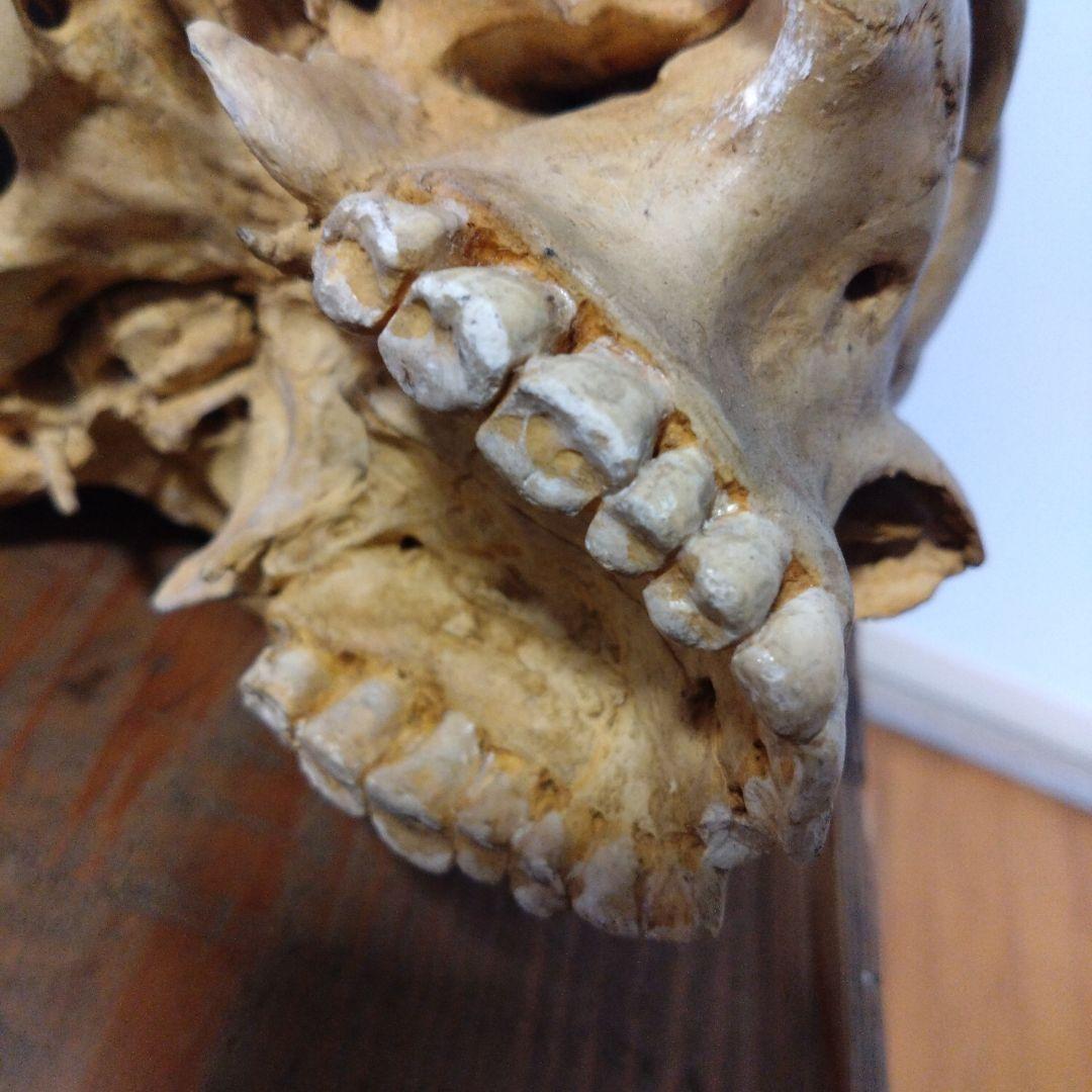 レトロな木箱入　頭蓋骨　　模型　田中狐峯製品