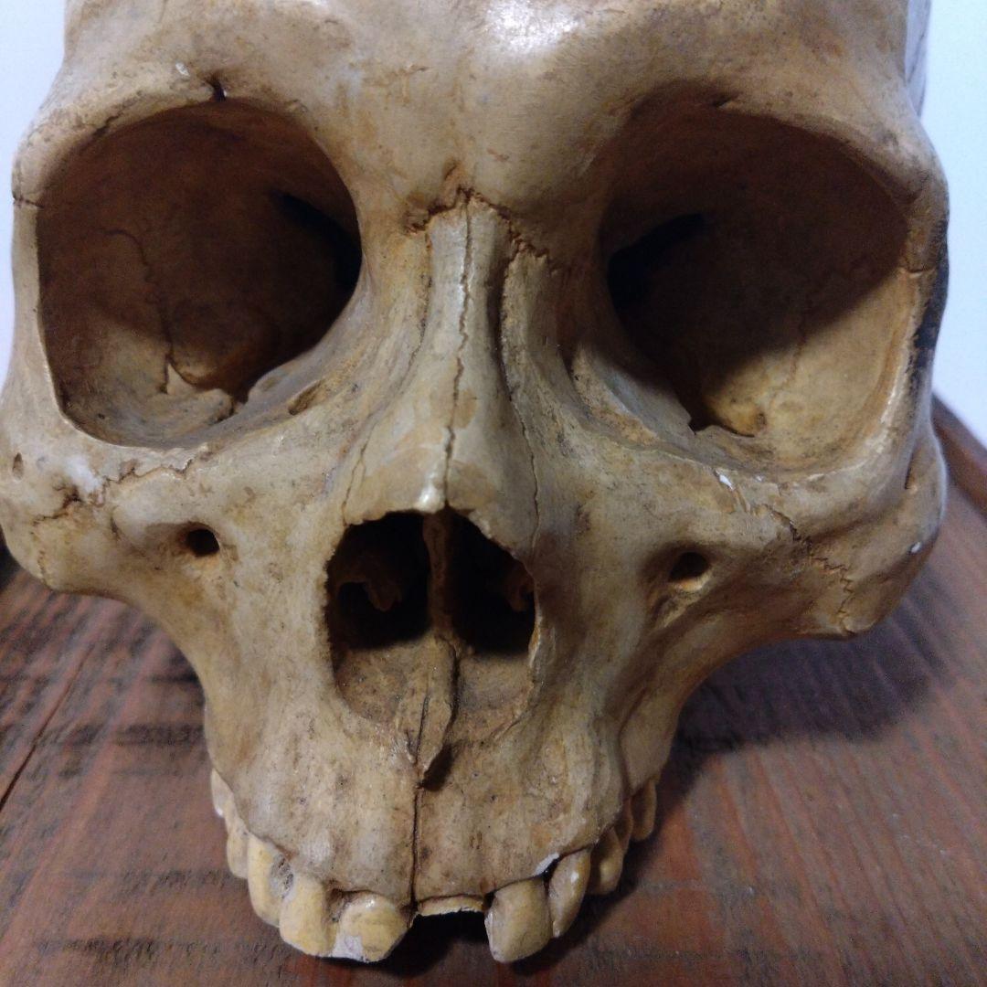 レトロな木箱入　頭蓋骨　　模型　田中狐峯製品