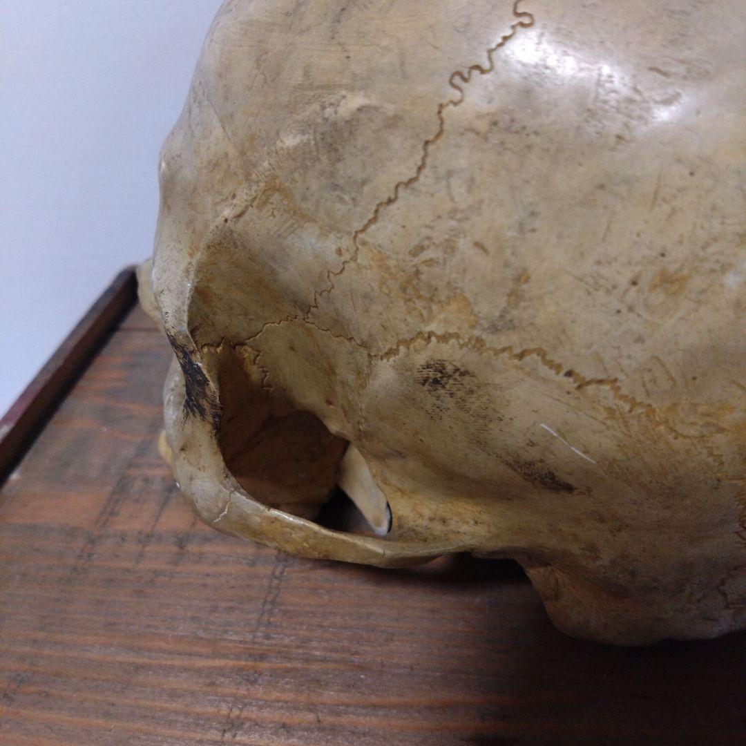 レトロな木箱入　頭蓋骨　　模型　田中狐峯製品