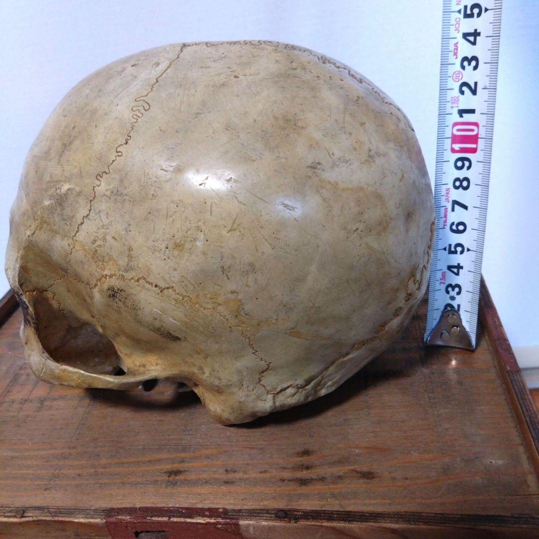 レトロな木箱入　頭蓋骨　　模型　田中狐峯製品