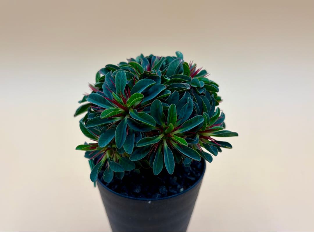 ユーフォルビア ギラウミニアナ 実生株 eg56 【鉢ごとメルカリ便】