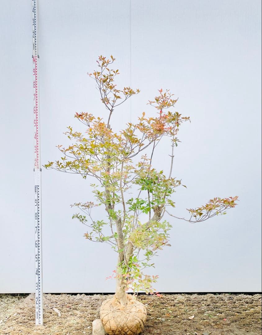 山採りドウダンツツジ　白花/816