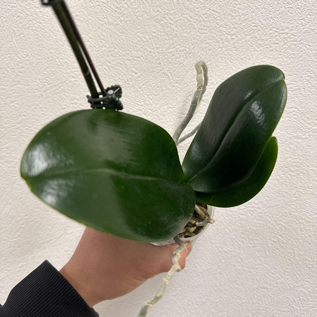 洋ラン洋蘭胡蝶蘭交配種コチョウラン Phal.Rea レア