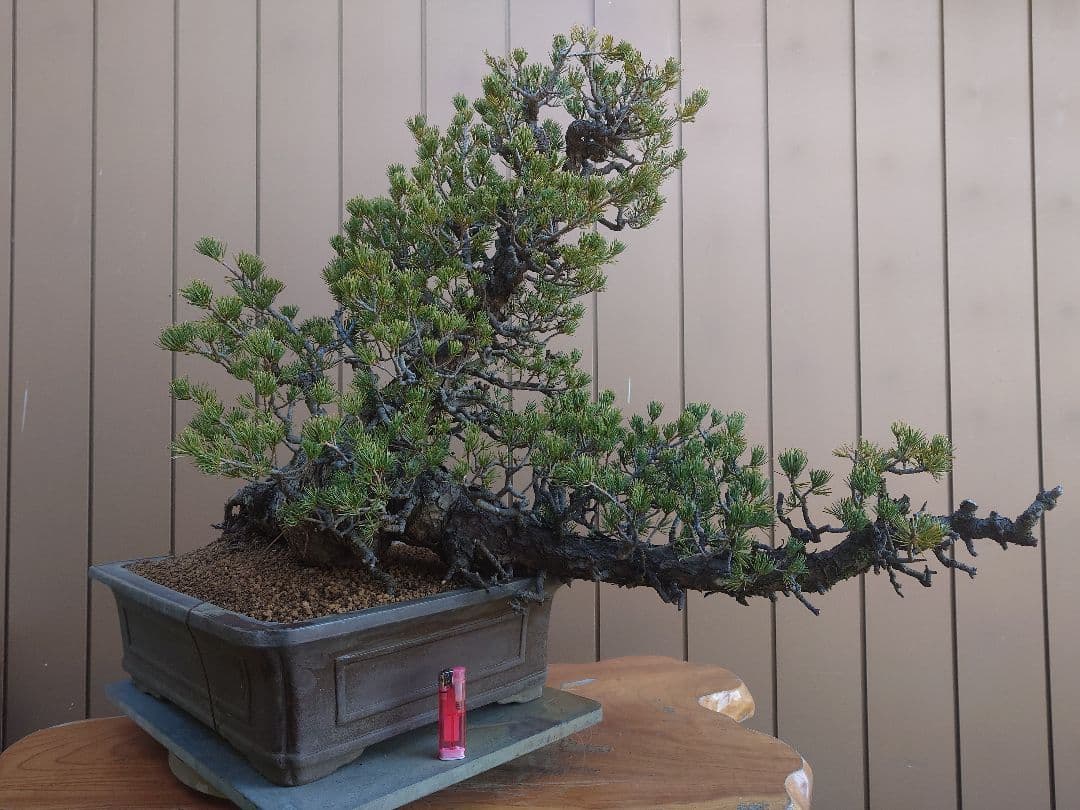 ※引取限定※　盆栽　九重　五葉松　樹高52cm