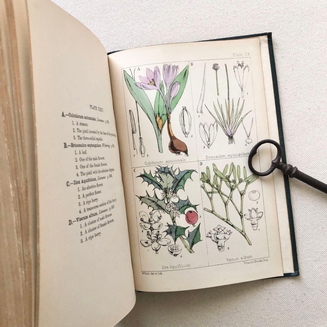 1867年！超希少　手彩色　英国ヴィクトリア時代のアンティーク植物図鑑