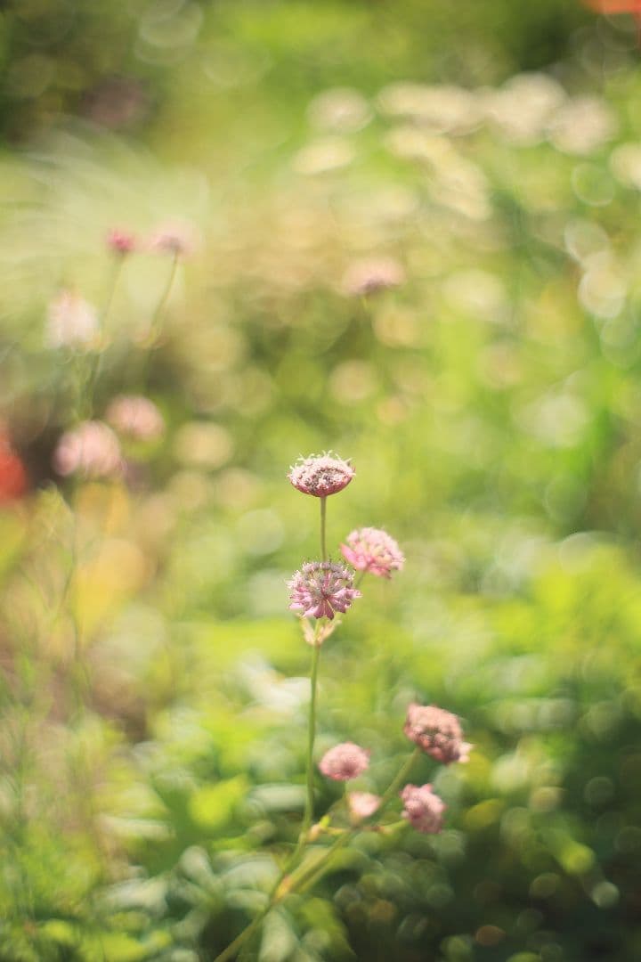 《希少》C.C. Petri Orikkor 50mm F2（M42）【良品】