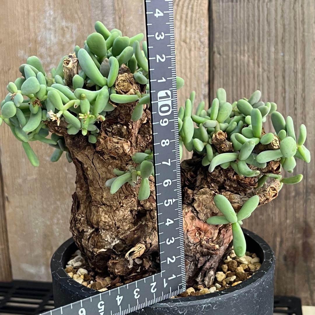 H ケラリアピグマエア 現地球 発根済み 鬼太激重塊根