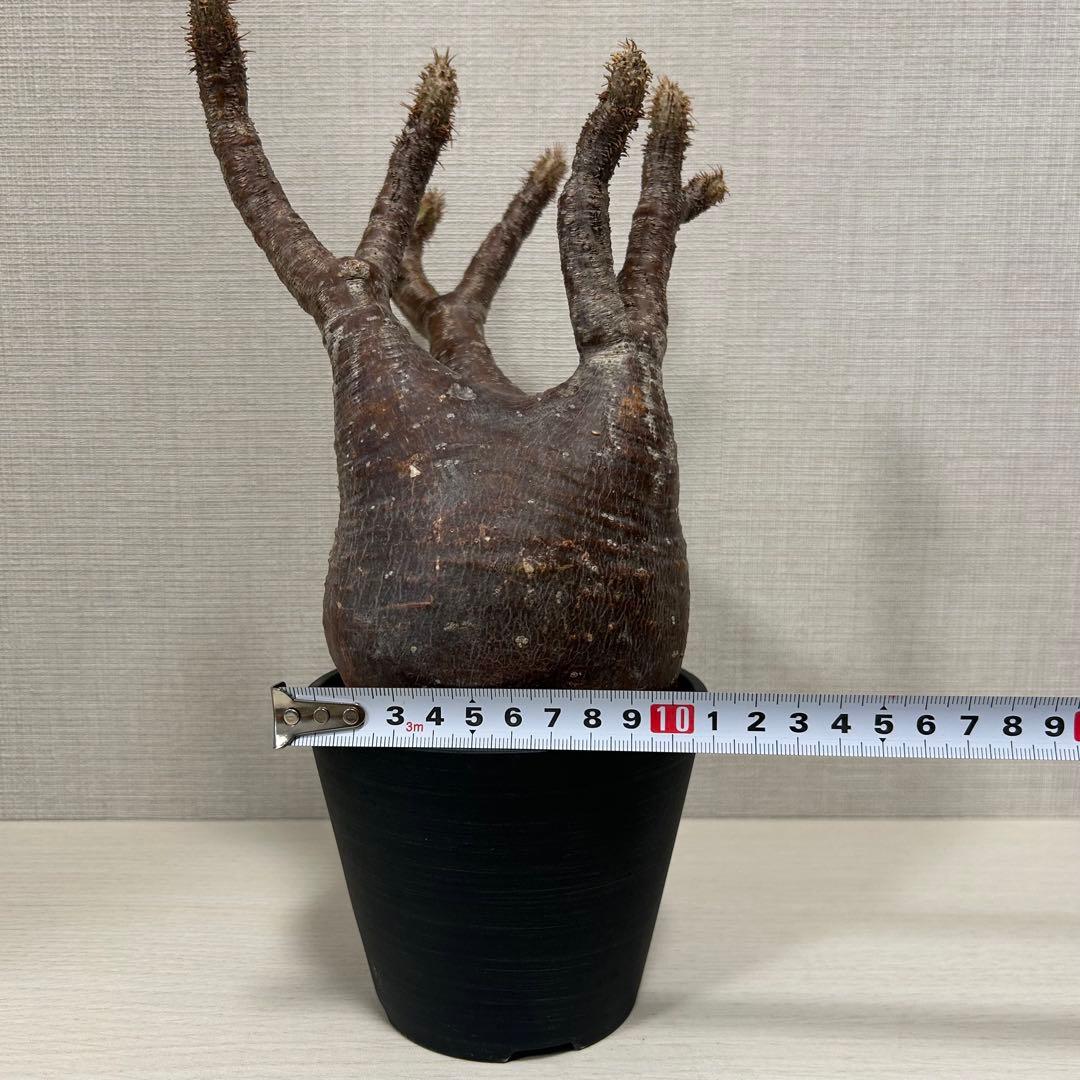 【赤肌】パキポディウム・グラキリス② 発根済み　現地球