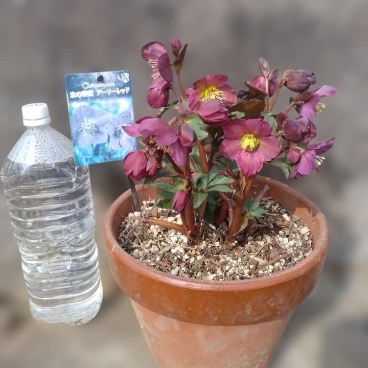 童仙房、氷の薔薇。アーリーレッド。紫色のヘレボルス 中型テラコッタ鉢 親株。