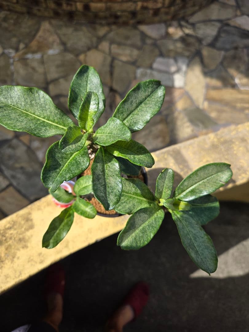 パキポディウムウィンゾリー