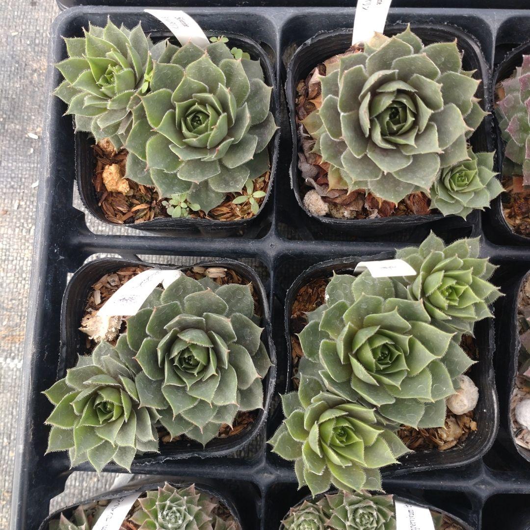 1ポット410円〜 センペルビウム26年1月 その2