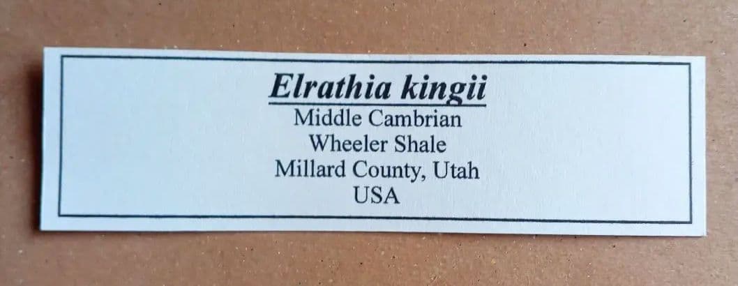 三葉虫　エルラシア　レッド　特大　33mm　ＵＳＡ　完全体　極美麗　極めて希少