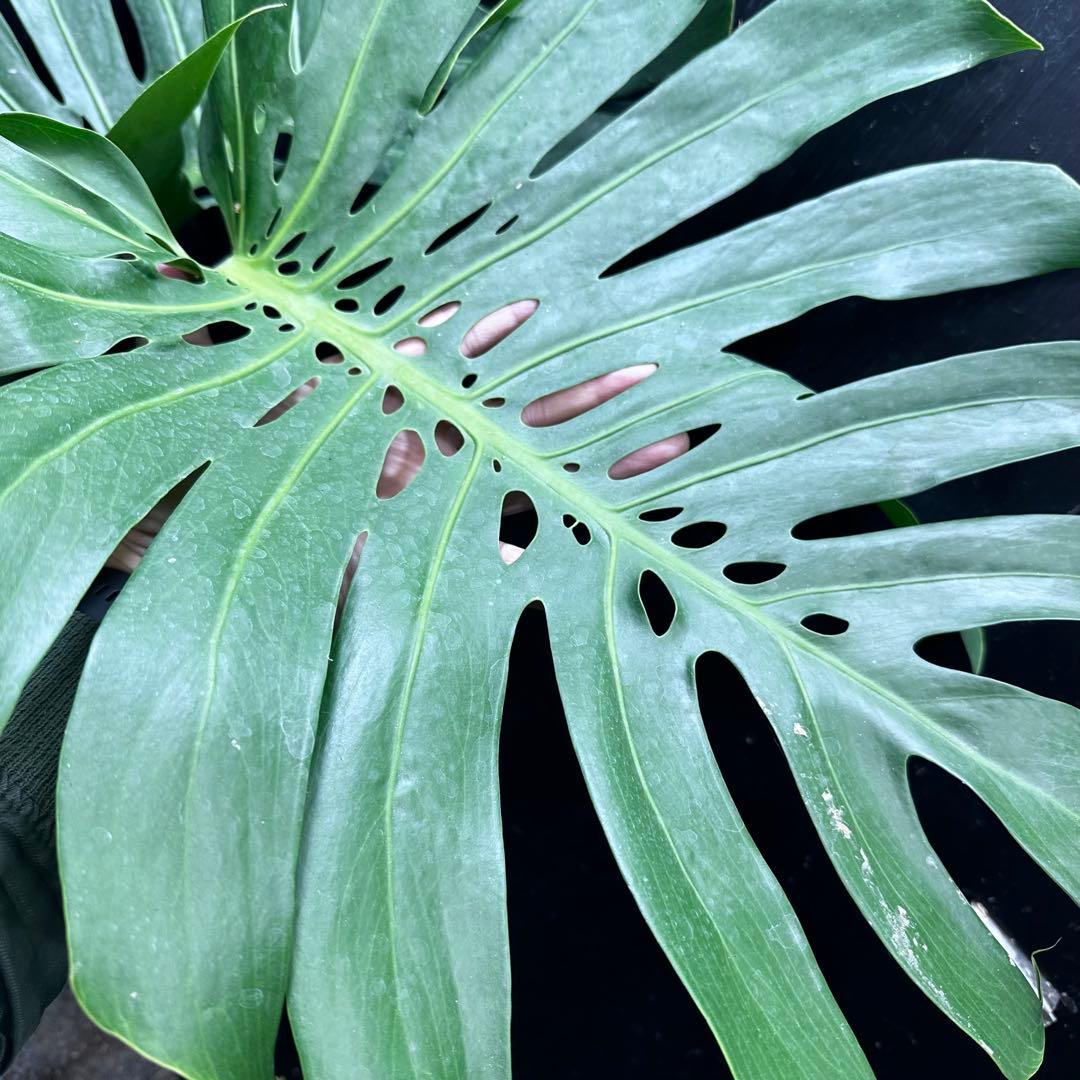 モンステラデリシオーサマクロコズム超希少系統鉢植え103㎝