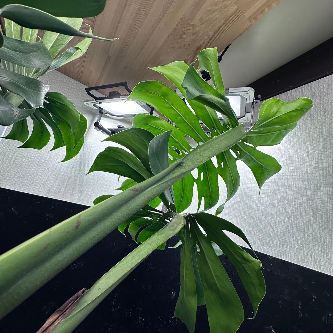 モンステラデリシオーサマクロコズム超希少系統鉢植え103㎝