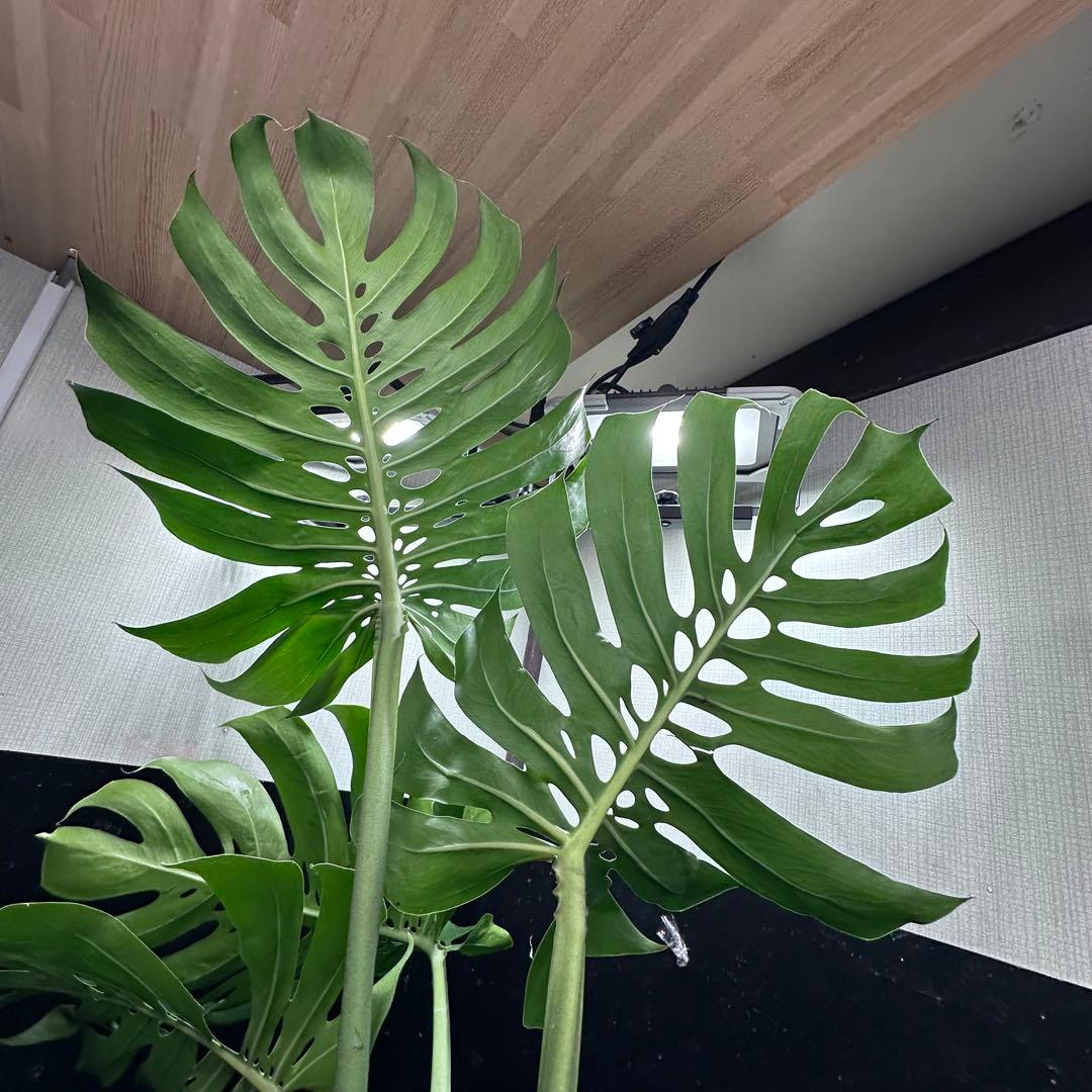 モンステラデリシオーサマクロコズム超希少系統鉢植え103㎝