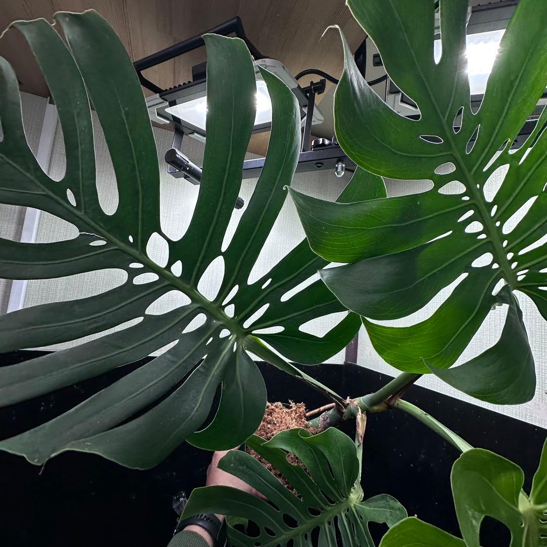 n*l様 モンステラデリシオーサマクロコズム超希少系統鉢植え83㎝