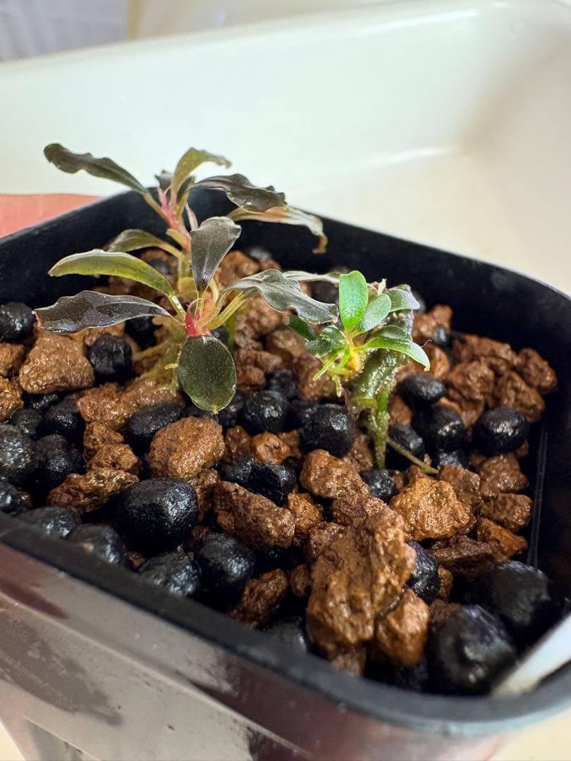 ブセファランドラ ゴーストカリマンタン 3株まとめて