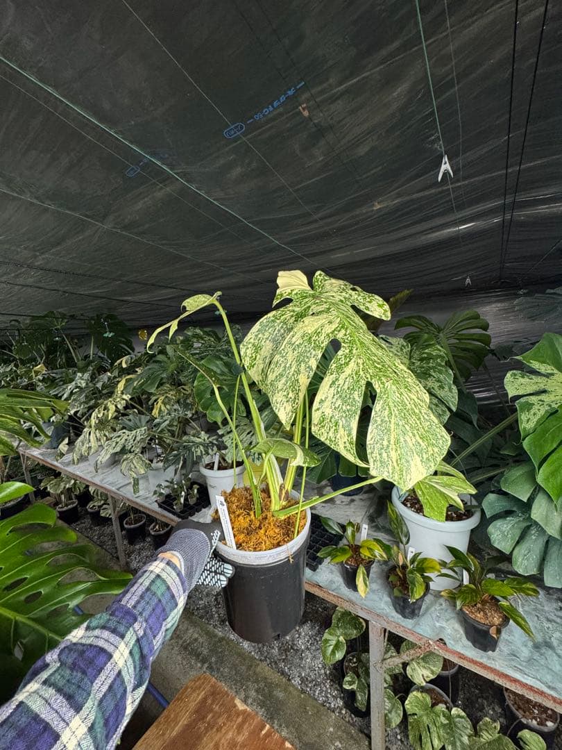 マ*ル様 2モンステラ　タイコンステレーション　スターライト　美斑入り　傷あり