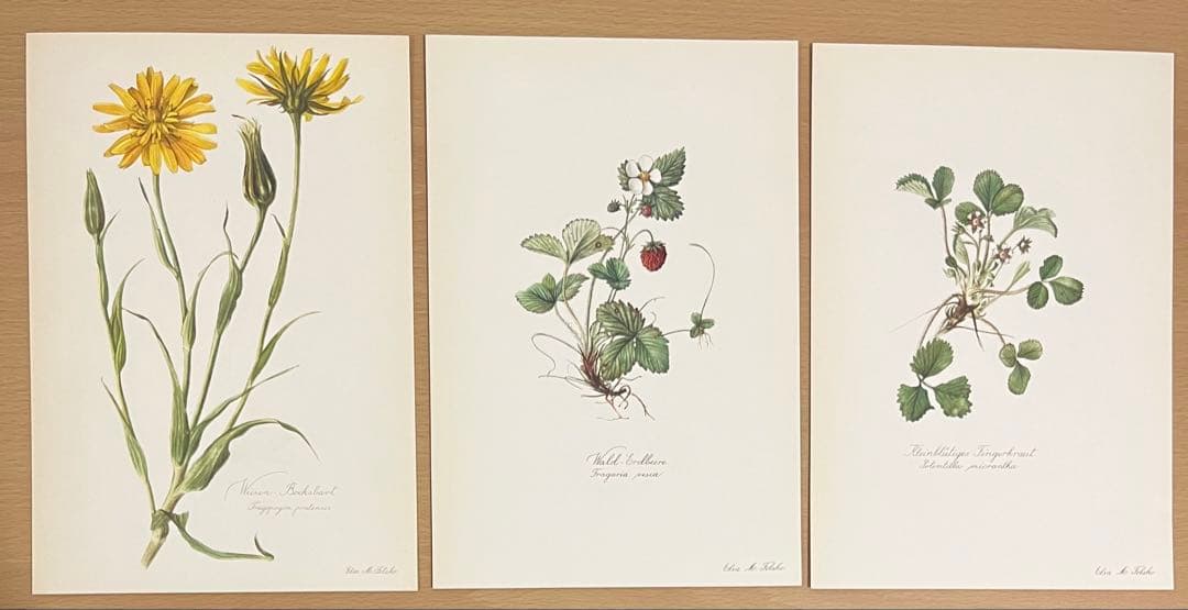 No.300ドイツ ビンテージ 紙もの ボタニカルアート 植物図鑑 水彩画