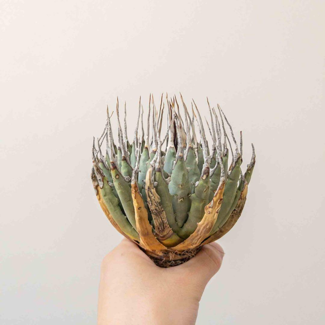 31 ユタエンシス エボリスピナ 現地株 ベアルート 陽炎 アガベ