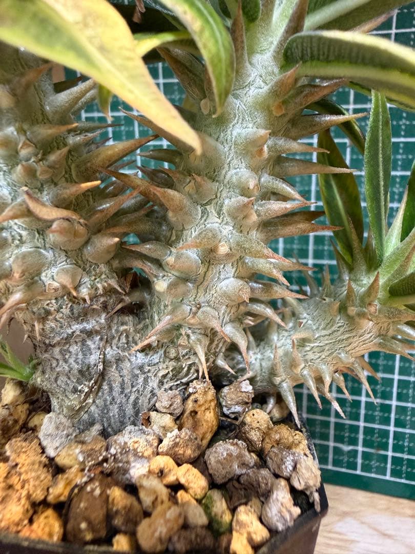 パキポディウム グラキリス　3頭プラス1 有望実生 株