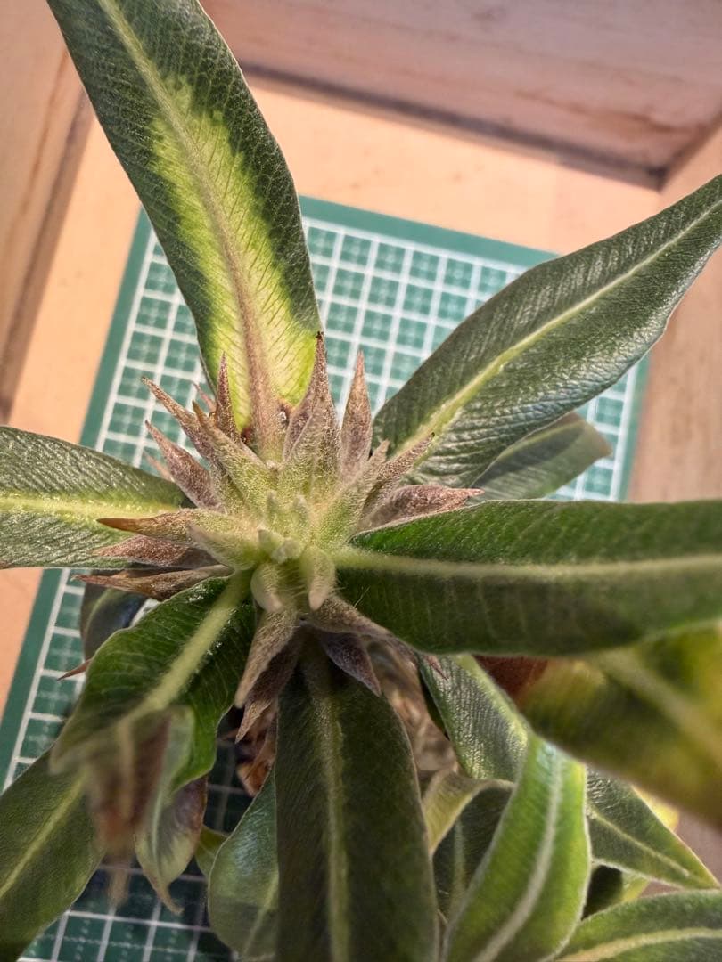 パキポディウム グラキリス　3頭プラス1 有望実生 株