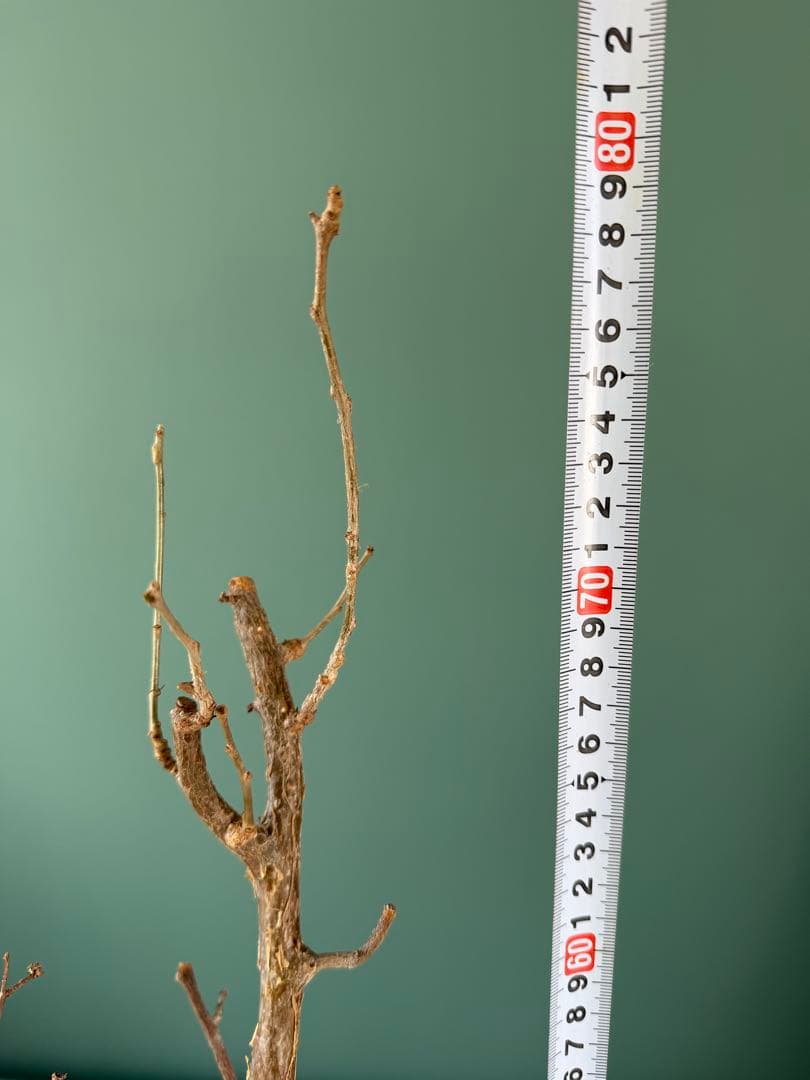 【タイムセール】ブルセラ・ファガロイデス / 灌木 多肉 希少 レア