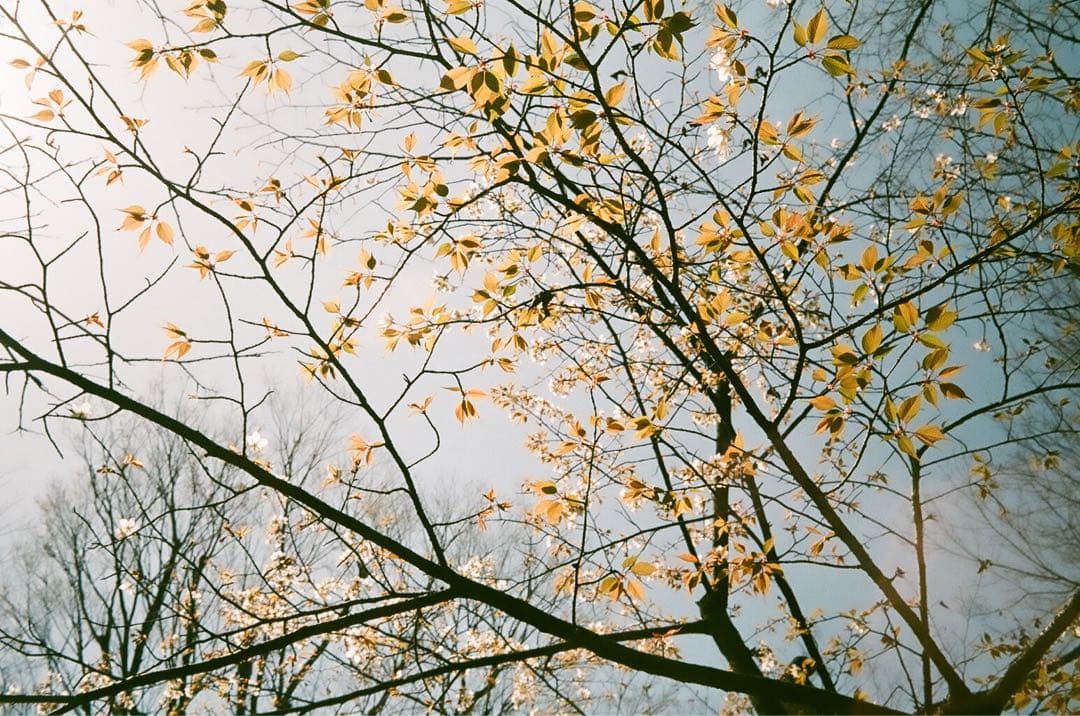 【作動保証1ヶ月】整備済、完動品/ OLYMPUS TRIP35　オリンパス