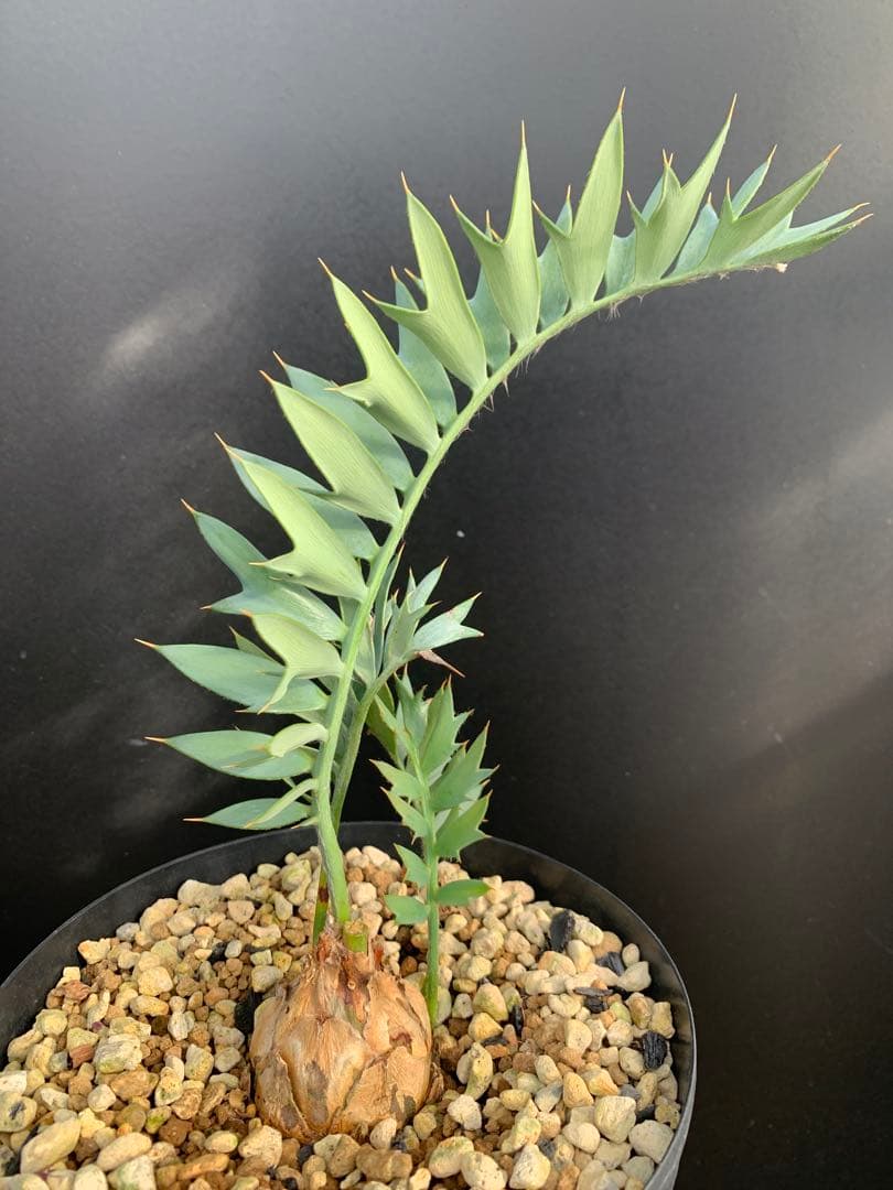 【南ア産・発根済】エンセファラルトス・ホリダス 約5cm +子株2｜No4-14