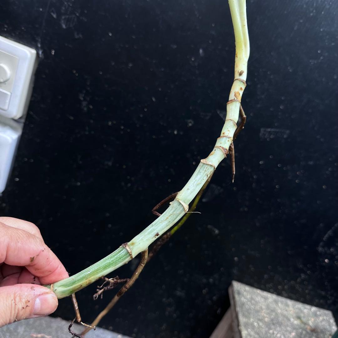 M*8様 斑入りモンステラホワイトタイガー大茎8株おまとめ