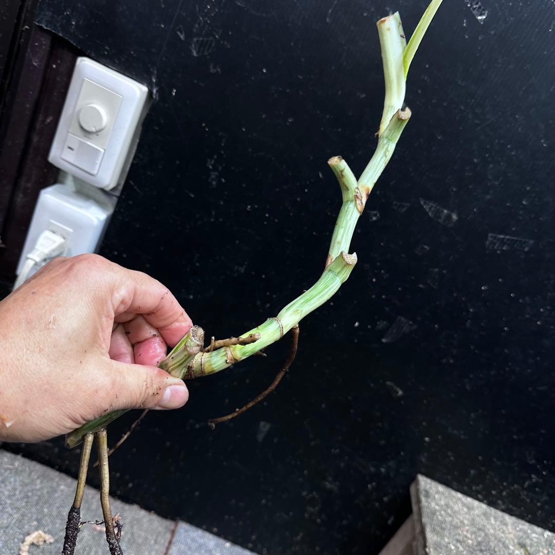 M*8様 斑入りモンステラホワイトタイガー大茎8株おまとめ