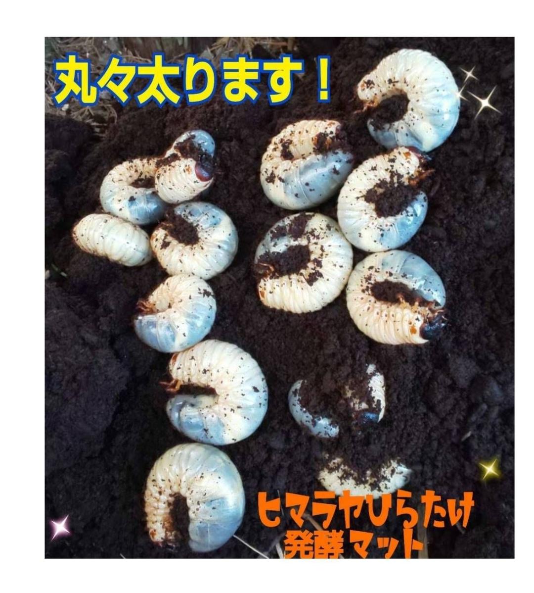 大量飼育に！【300リットル】良質☆発酵カブトムシマット☆幼虫が丸々太ります！