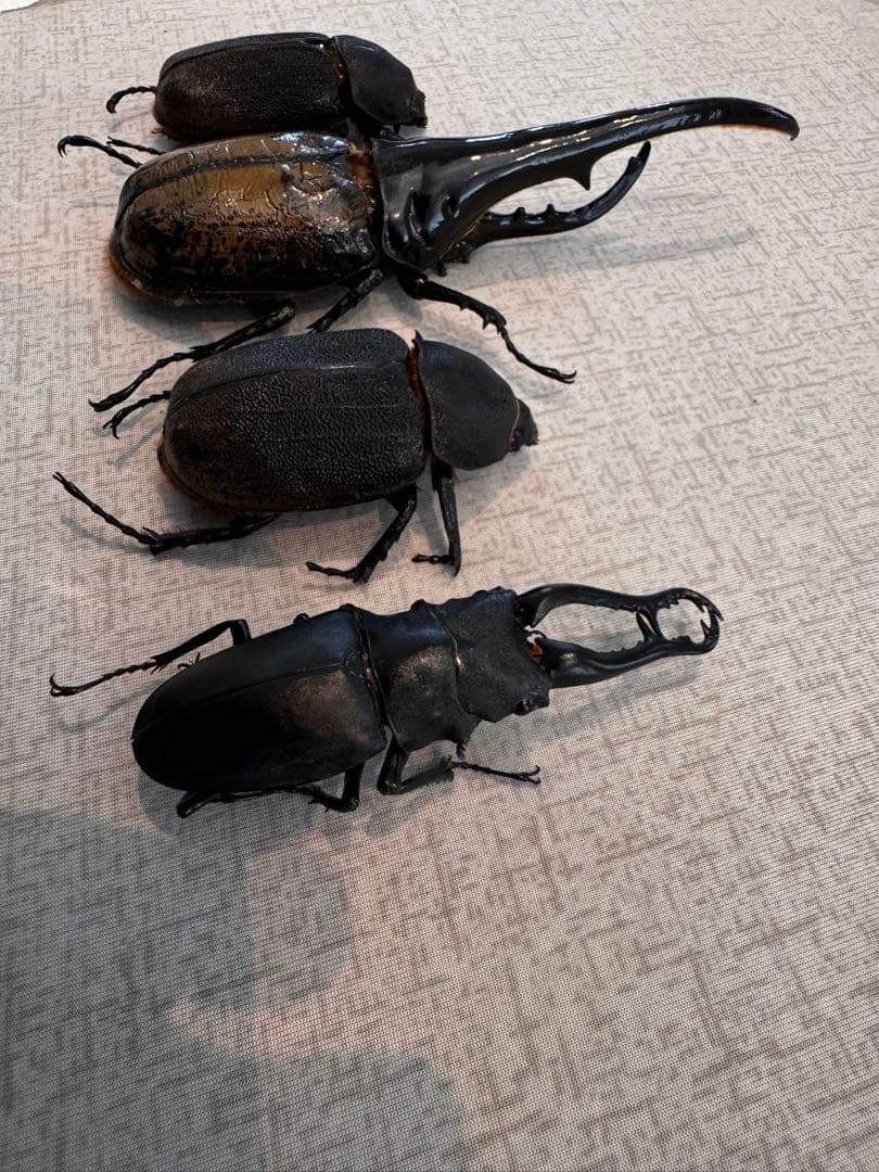 大型　ヘラクレスオオカブト　標本用　乾燥済み　自由研究
