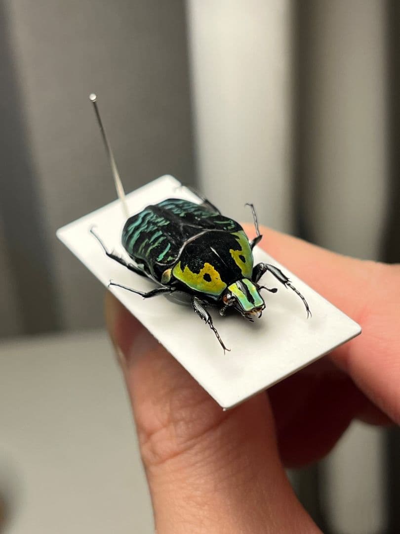 【28mm】サザナミマラガシーハナムグリ 標本 タマムシ プラチナコガネ ウグイ