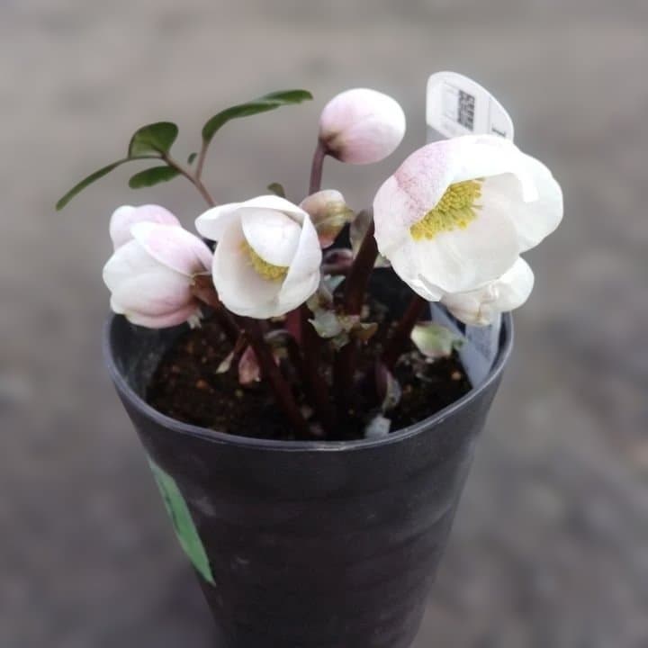 広瀬園芸ヘレボルス ニゲ桃色開花株