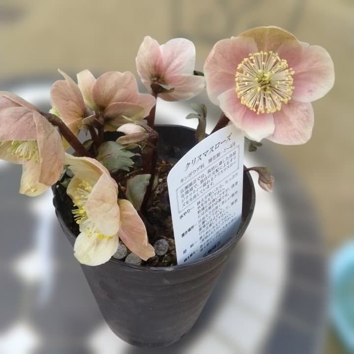 広瀬園芸ヘレボルス ニゲ桃色開花株