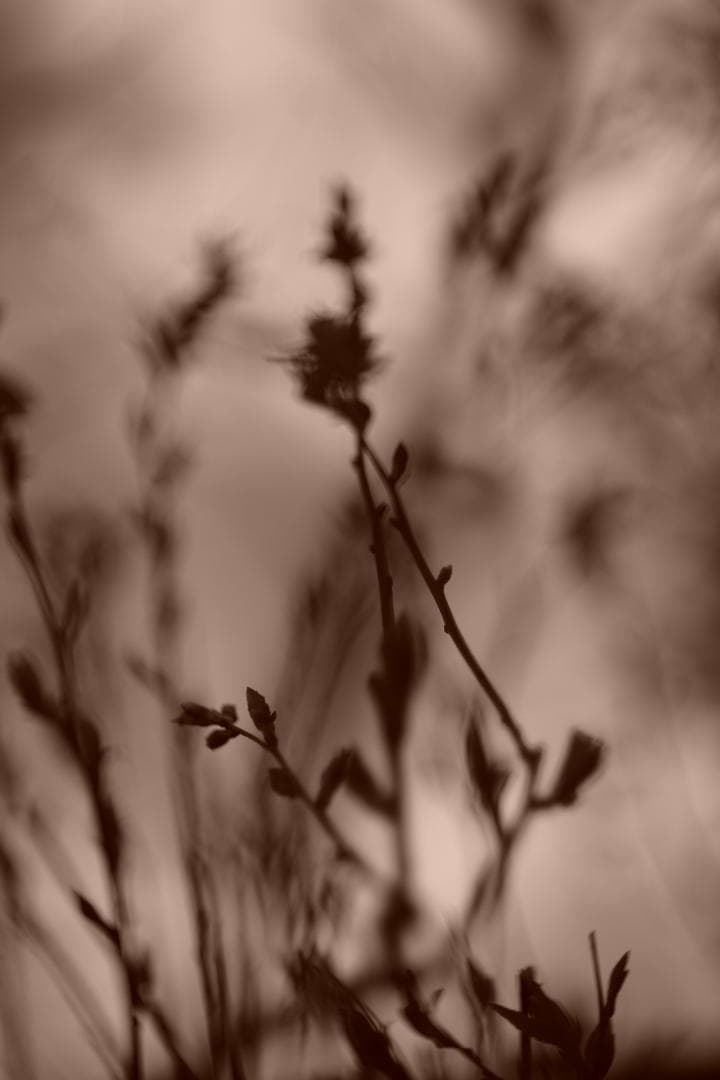 限界値下げ！Som Berthiot 50mm f2.8 NEX改 銘玉