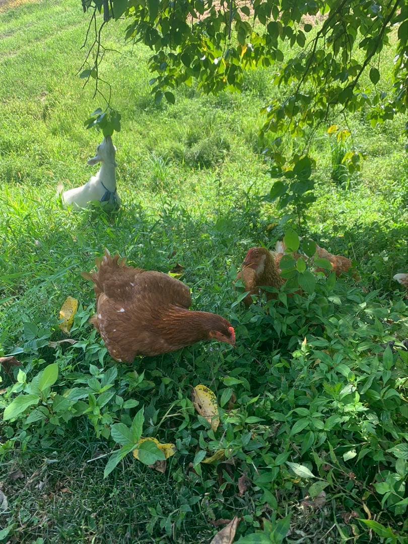 【受付用】結び卵　放し飼い有精卵　終生飼育