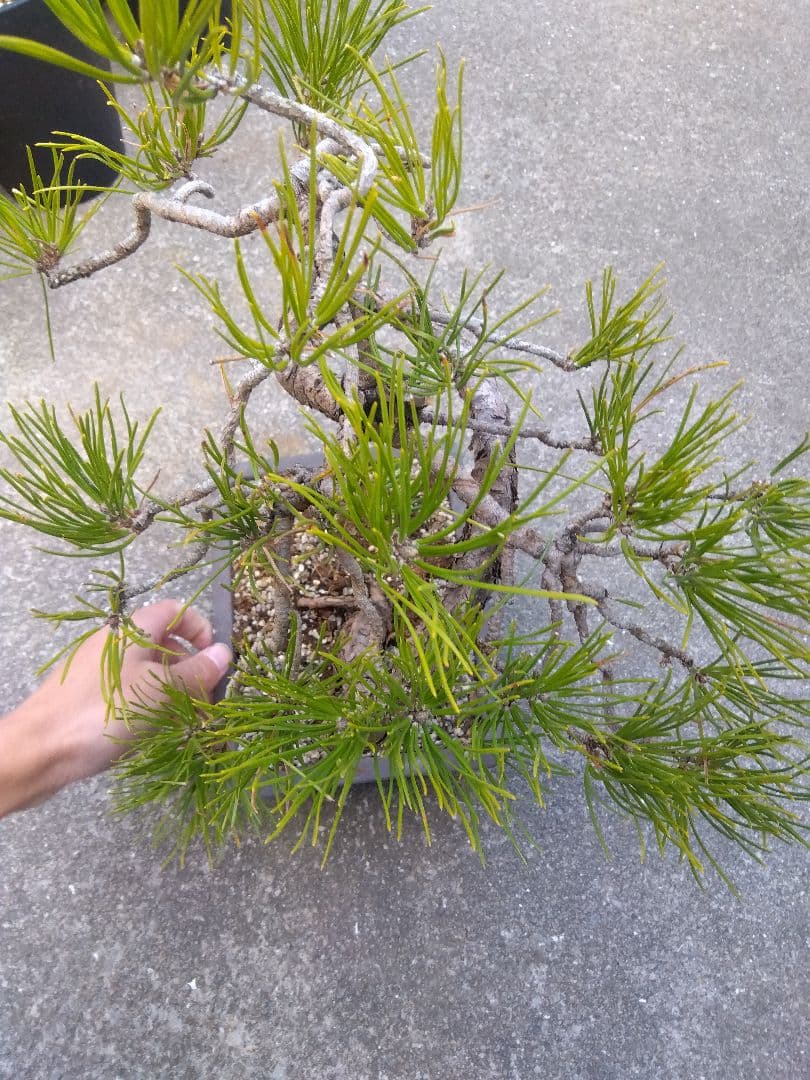 黒松　盆栽　螺旋状曲がり　７号陶器鉢つき　変わり樹形❗　か