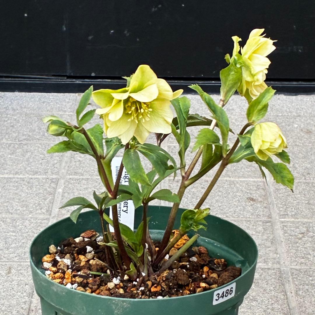 ま*️様 3486☘️蕾花タグ付き☘️⭐️マイクロヒデコート⭐️小輪⭐️コンパク