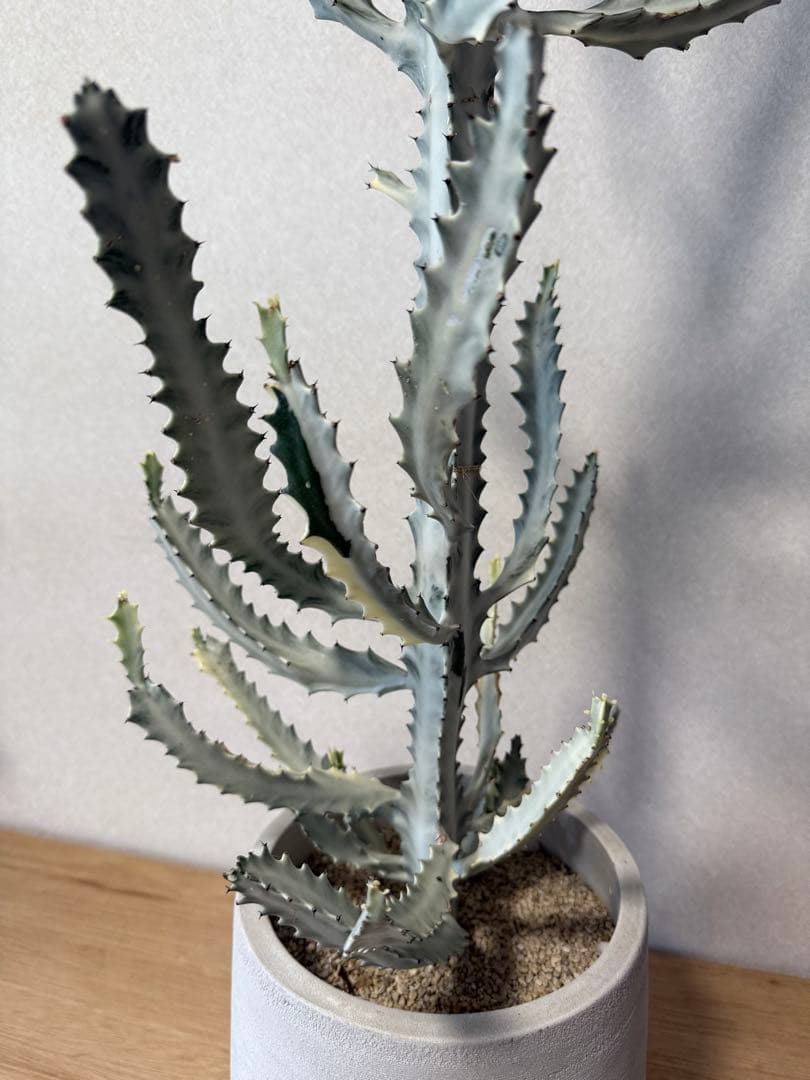 【鉢植え☆送料込】ホワイトゴースト・綴化・サボテン（116㎝）