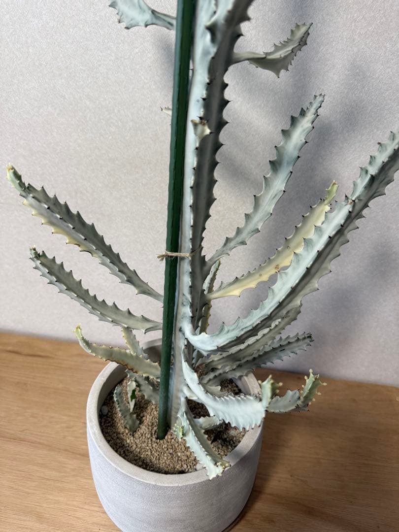 【鉢植え☆送料込】ホワイトゴースト・綴化・サボテン（116㎝）