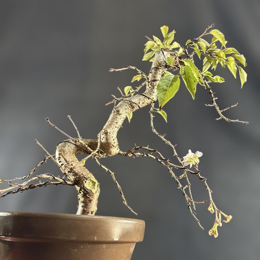 中品盆栽、十月桜、斜幹模様木、花、花芽付き やや傷や汚れあり　ノリ典　