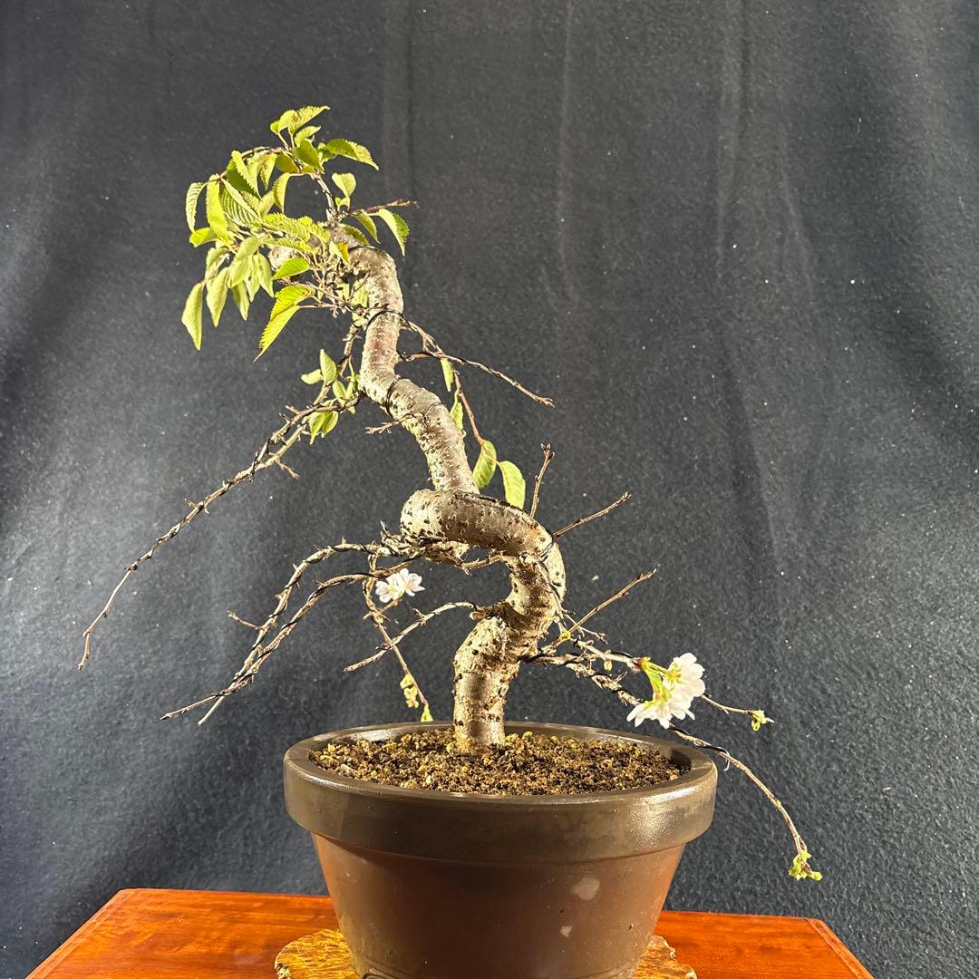 中品盆栽、十月桜、斜幹模様木、花、花芽付き やや傷や汚れあり　ノリ典　