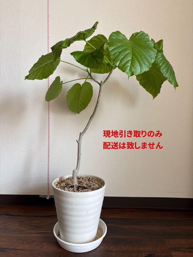 dai.hd.daiページ　観葉植物セット