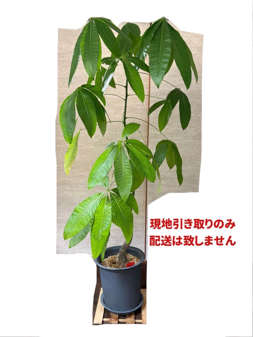 dai.hd.daiページ　観葉植物セット