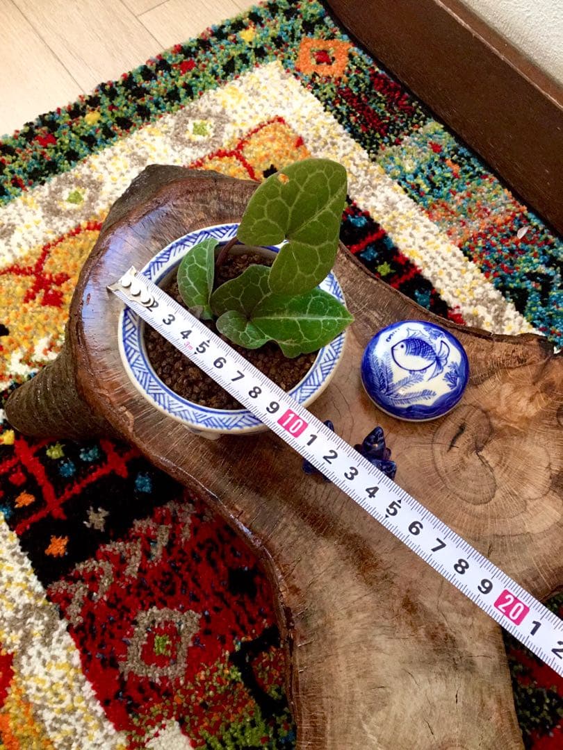 希少【亀甲斑入り/天然野生の寒葵＊カンアオイ】今春生まれたての若葉2枚＊お花あり