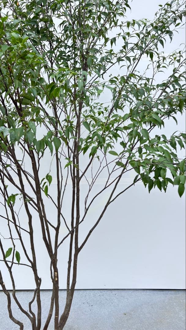 美しい樹形が魅力的 山採り ハイノキ 株立 694 樹高2.1m位 高級樹