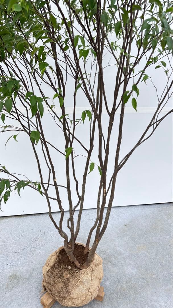 美しい樹形が魅力的 山採り ハイノキ 株立 694 樹高2.1m位 高級樹